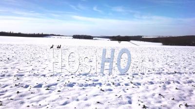 Group Of Deers Running On A Snowy Field - Video Drone Footage