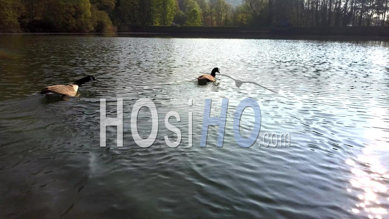 preview clip thumb