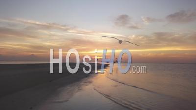 Birds At Sea During Sunrise - Video Drone Footage