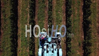 Harvest In Cadillac At Sunrise, Harvesting Machine, Video Drone Footage