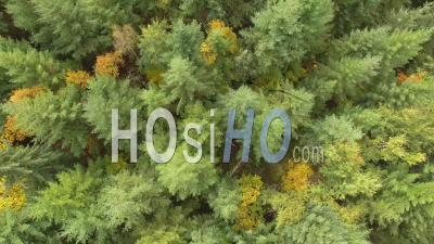 Forêt De Sapins En Isère, Vidéo Drone
