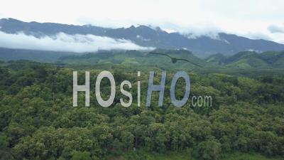 Forêt Tropicale Et Les Montagnes, Vidéo Drone