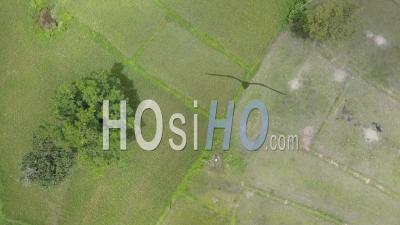 Rice Paddy Of Champassak - Video Drone Footage