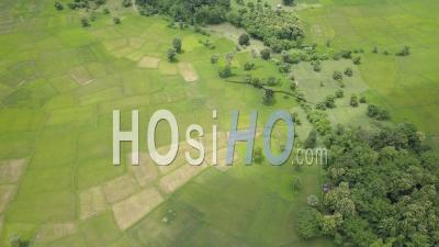 Rice Paddy - Video Drone Footage