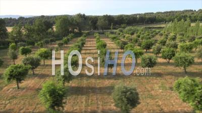 Orchard Of Fruit Trees In Springtime, Pertuis, Vaucluse, South Of France - Video Drone Footage