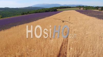 Lavender Fields And Spring Barley - Video Drone Footage