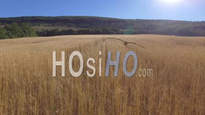 Barley Fields In Provence - Video Drone Footage