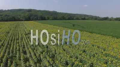 Fields Of Sunflower In Isere - Video Drone Footage