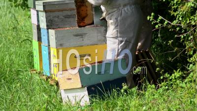 Beekeepers Harvesting Honey From Hives - Ground Footage