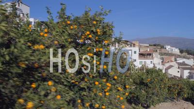 Drone Video Urban Orange Groves Granada Spain - Video Drone Footage