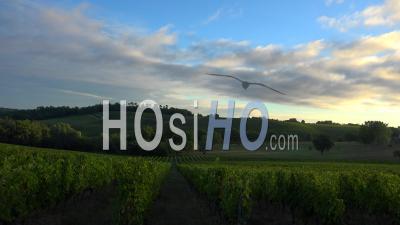 Sunrise Landscape Vineyard, Bordeaux Wineyard In Summer, Time Lapse