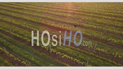 Vineyards Near Bordeaux At Sunrise, Vidéo Drone