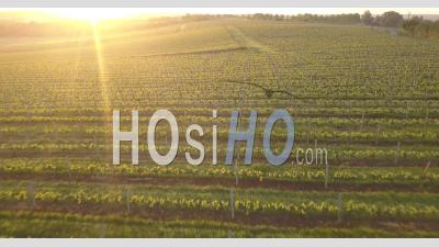 Vineyards Near Bordeaux At Sunrise, Vidéo Drone