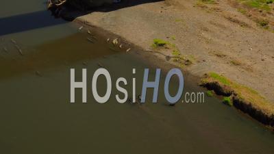 Vol Bas Sur La Rivière Tarcoles Avec Beaucoup De Crocodiles Visibles. Costa Rica - Vidéo Drone