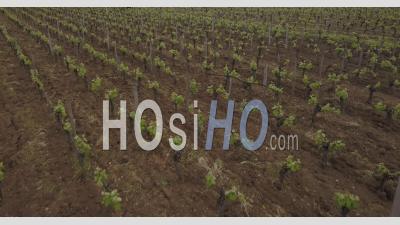 Horse Working In Vineyards Of Saint Emilion, Video Drone Footage