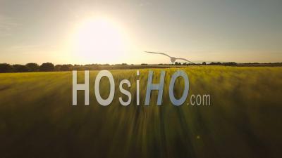 Flying Very Low Over Wheat Fields In Puimoisson Commune Countryside. France - Video Drone Footage