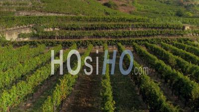 Vignoble En Autriche - Vidéo Drone