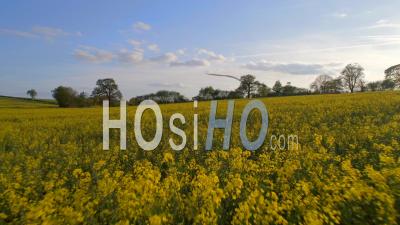 Floraison Des Fleurs Jaunes De La Ferme De Colza Angleterre - Vidéo Drone