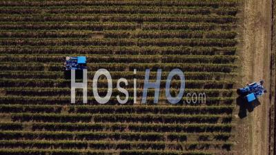 Récolte Mécanique Dans Le Vignoble - Vidéo Drone
