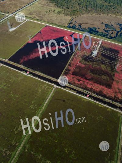 Cranberry Harvesting - Aerial Photography