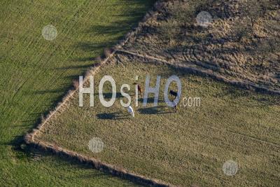 Aerial Horses Vigneulles Les Huttonchâtel Lorraine France - Aerial Photography