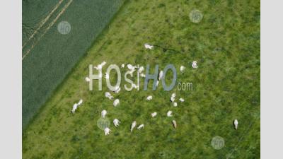 Cattle Near Arromanches Normandy France - Aerial Photography