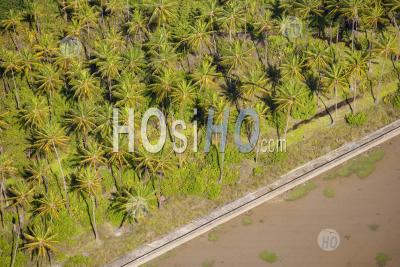 Plantation At Mahaica Helena Guyana - Aerial Photography