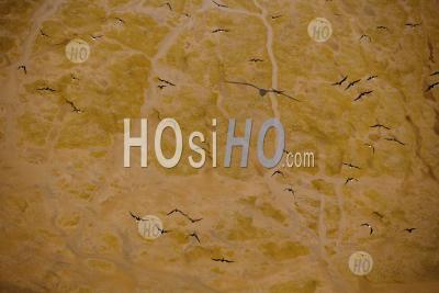Frigate Birds Take Flight Over Low Tide Mud Flat Guyana. - Aerial Photography