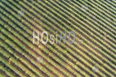 Lavender Field In Summer (aerial View) - Aerial Photography