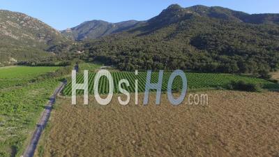 Vineyard In Argeles - Video Drone Footage