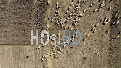 Grazing Herd Of Sheep - Video Drone Footage