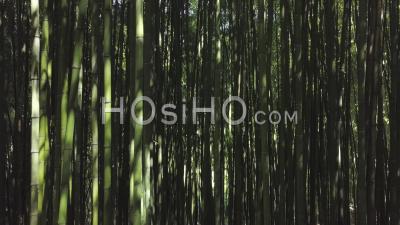 Forêt De Bambous, Vidéo Drone