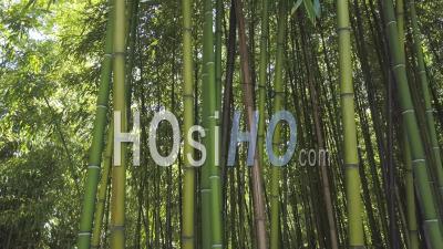 Forêt De Bambous, Vidéo Drone