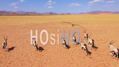 Vue Aérienne Sur Le Troupeau D'antilopes Oryx Et De La Faune Sauvage Courant Rapidement Dans La Savane Vide Et Les Plaines D'afrique, Près Du Désert Du Namib, Namibie - Vidéo Drone