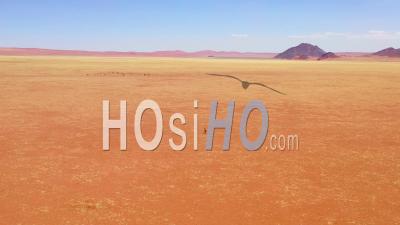 Vue Aérienne Sur Une Antilope Solitaire Courant Vers Un Troupeau D'oryx à Travers Une Savane Vide Et Des Plaines D'afrique, Près Du Désert Du Namib, Namibie - Vidéo Drone