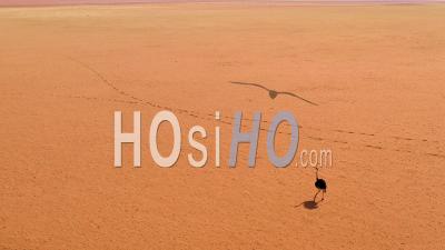 Aerial View Of A Very Lonely Ostrich Walks On The Plains Of Africa, In The Namib Desert, Namibia - Video Drone Footage