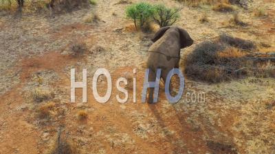 Vue Aérienne Par Drone D'un Bel éléphant Seul Rejoignant Un Autre éléphant Dans La Savane Lors D'un Safari Dans Le Parc Erindi, Namibie