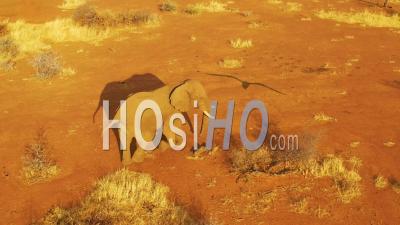 Vue Aérienne Par Drone D'un Bel éléphant Marchant Dans La Savanne En Afrique Au Coucher Soleil Lors D'un Safari Dans Le Parc Erindi, Namibie