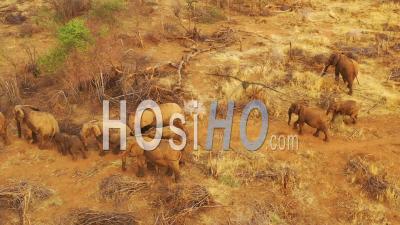 Vue Aérienne Par Drone Sur Un Immense Troupeau D'éléphants D'afrique Se Déplaçant à Travers Le Bush Et La Savane D'afrique Parc D'erindi, Namibie