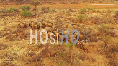 Drone Aerial View Over A Huge Family Herd Of African Elephants Moving Through The Bush And Savannah Of Africa Erindi Park, Namibia