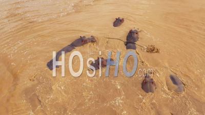 Aerial View Over A Watering Hole With A Group Of Hippos Bathing In Erindi Park, Namibia, Africa - Video Drone Footage
