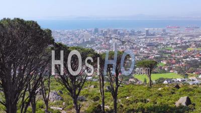 Aerial View Revealing Skyline Of Downtown Cape Town, South Africa From Hillside With Acacia Tree In Foreground - Video Drone Footage