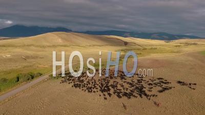 Vue Aérienne D'un Troupeau De Bétail Sur Les Plaines Du Montana - Vidéo Drone