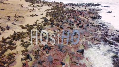 Vue Aérienne Sur La Colonie De Réserve De Phoques De Cape Cross Sur La Côte Squelettique De La Namibie -Vidéo Drone