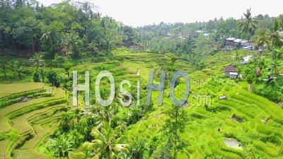 Aerial View Over Vast Terraced Rice Paddies Of Bali, Indonesia - Video Drone Footage