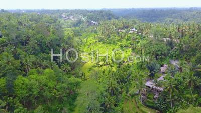Aerial View Over Vast Terraced Rice Paddies Near Ubud, Bali, Indonesia - Video Drone Footage