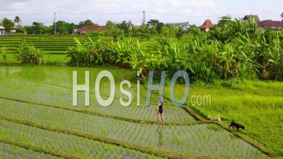 Aerial View Of A Young Girl Running With Her Dogs Through The Rice Paddies Of Bali, Indonesia - Video Drone Footage