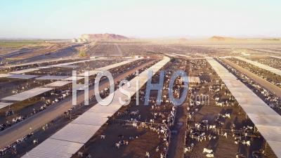 Vue Aérienne Sur De Vastes Parcs à Bestiaux De Bovins De Boucherie Dans L'ouest Américain - Vidéo Drone