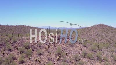 Vue Aérienne Sur Les Cactus Du Désert Dans Le Parc National De Saguaro Près De Tucson, Arizona - Vidéo Drone