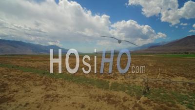 Aerial View Over The Dry Owens Valley Region Of California With Irrigation Lines In Foreground - Video Drone Footage